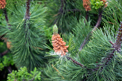 Skagway Pines