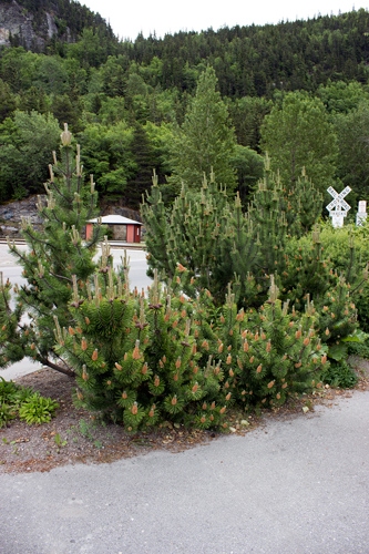  Skagway Pines